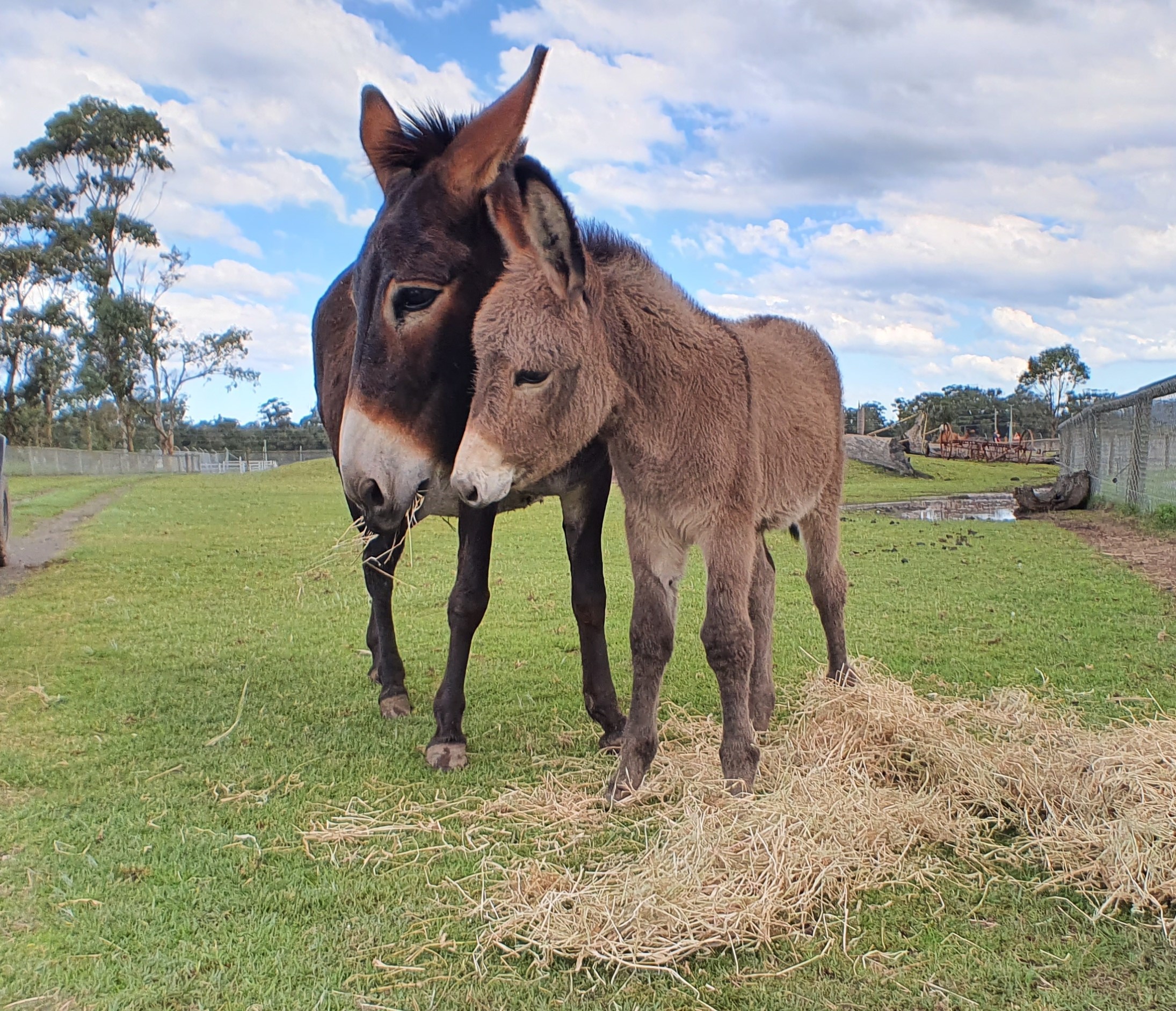OAKVALE WILDLIFE PARK REOPENS TO THE PUBLIC