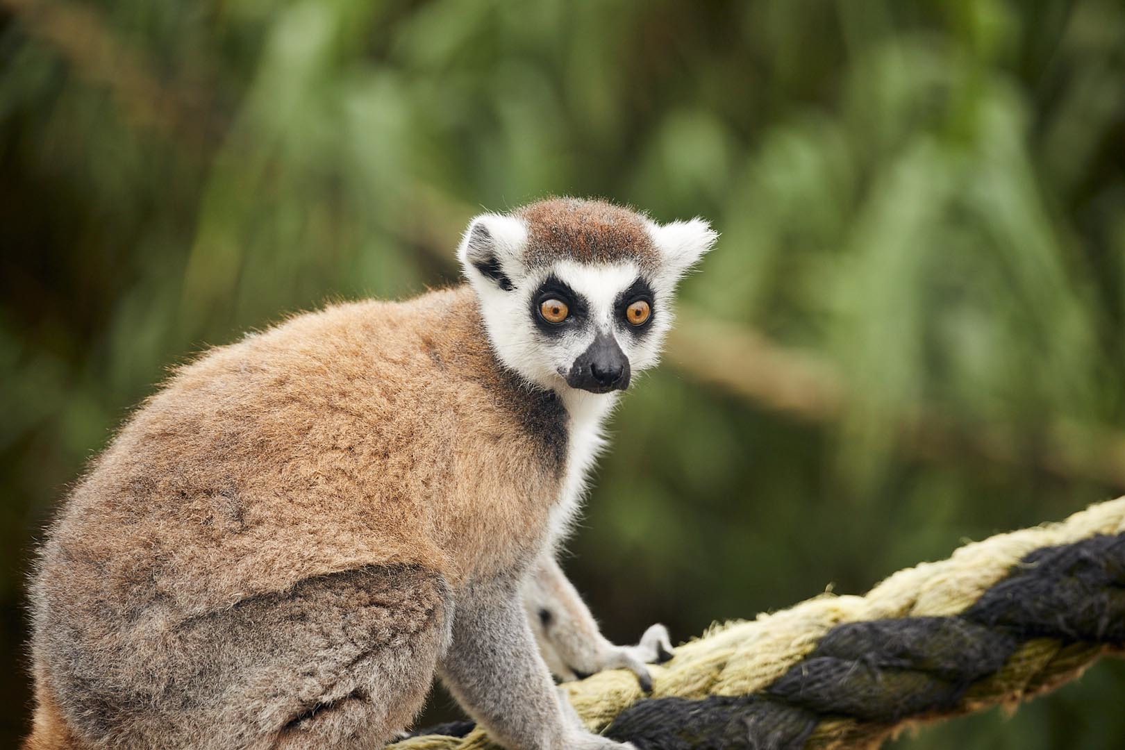NEW RING-TAILED LEMUR’S AT OAKVALE WILDLIFE PARK