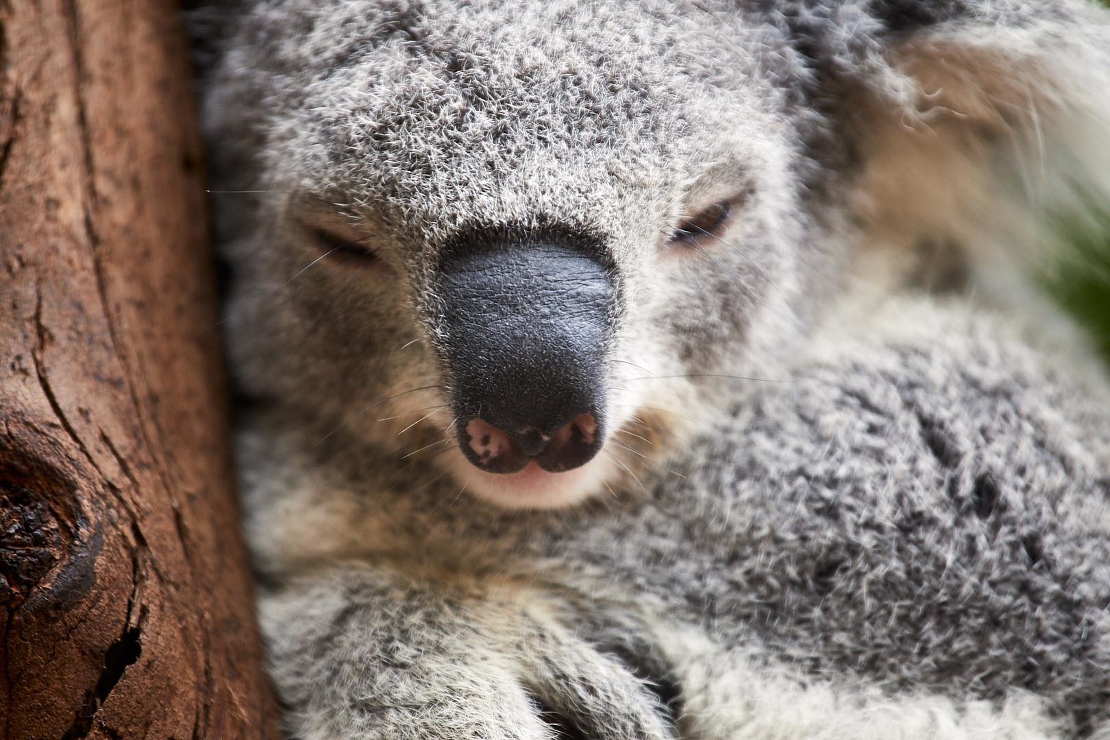 Preserving Koalas