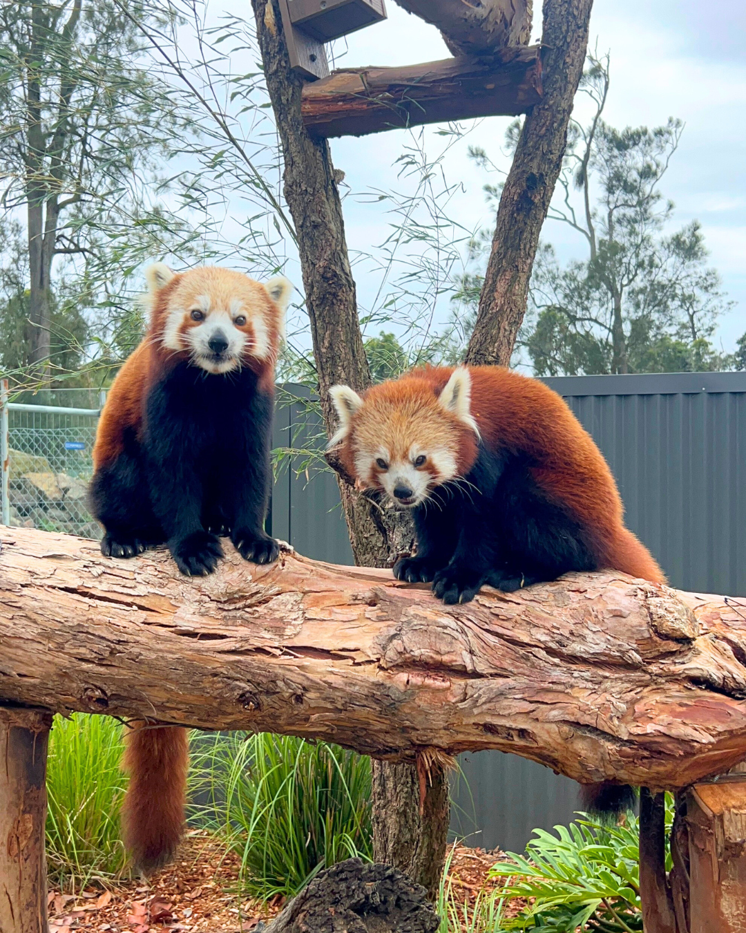 Red Pandas at Oakvale!