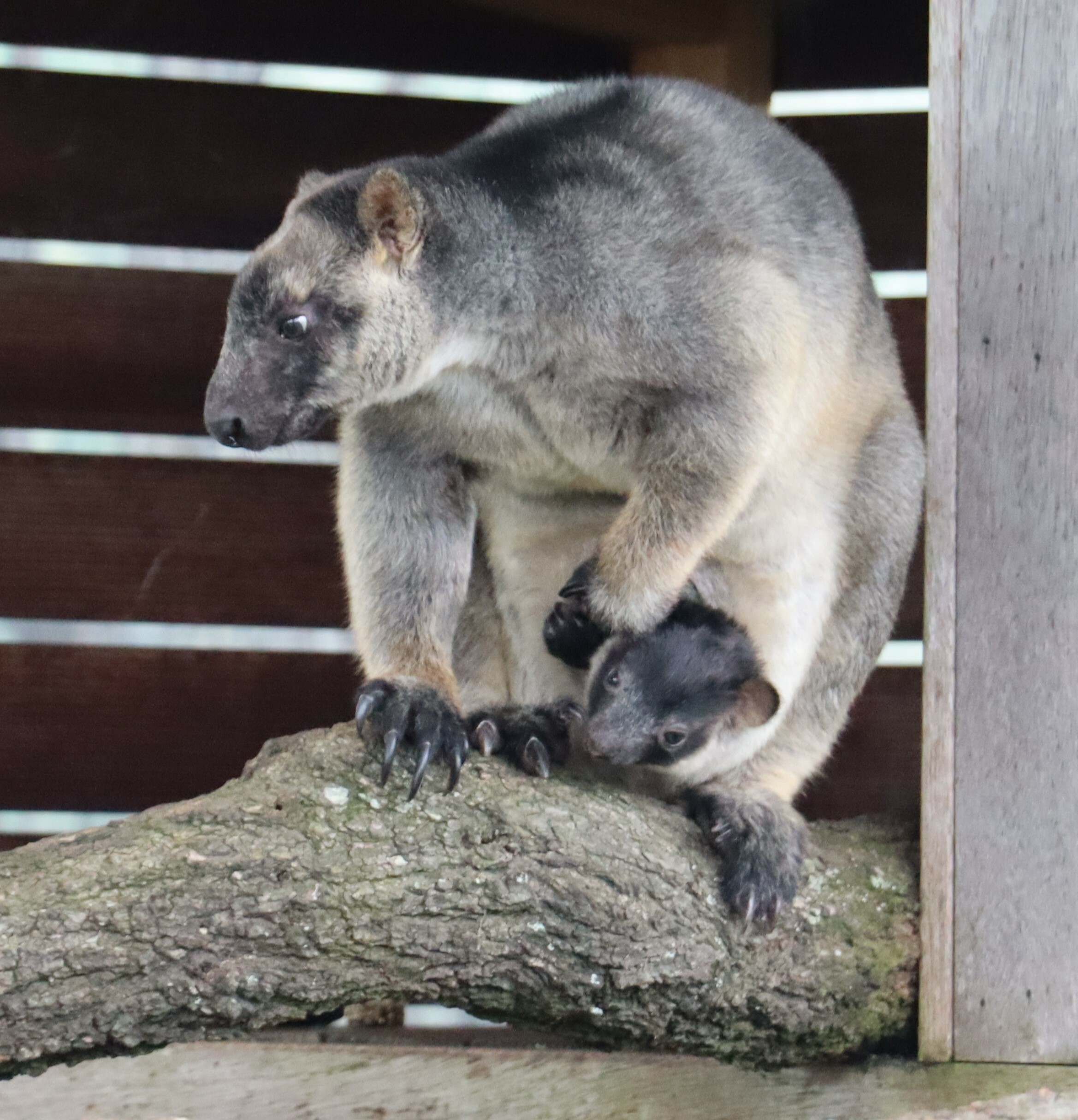 The 1st Lumholtz Tree Kangaroo born in the history of NSW